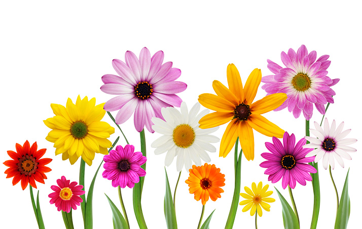 clipart of spring flowers - photo #37
