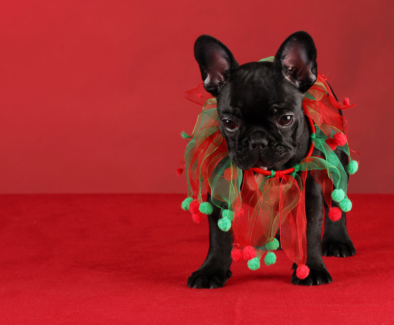 12 Portraits of Pets in Christmas Costumes The