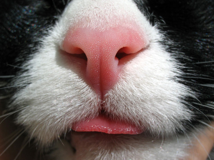 Who Nose: 21 Close-Up Photos From Across the Animal Kingdom - The