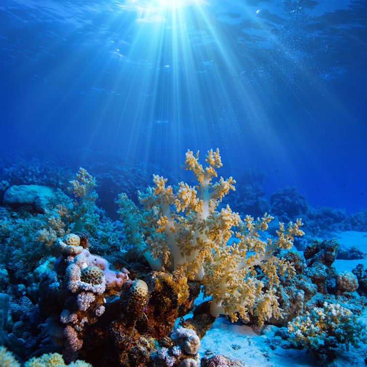 5 Master Level Underwater Photography Tips | Shutterstock