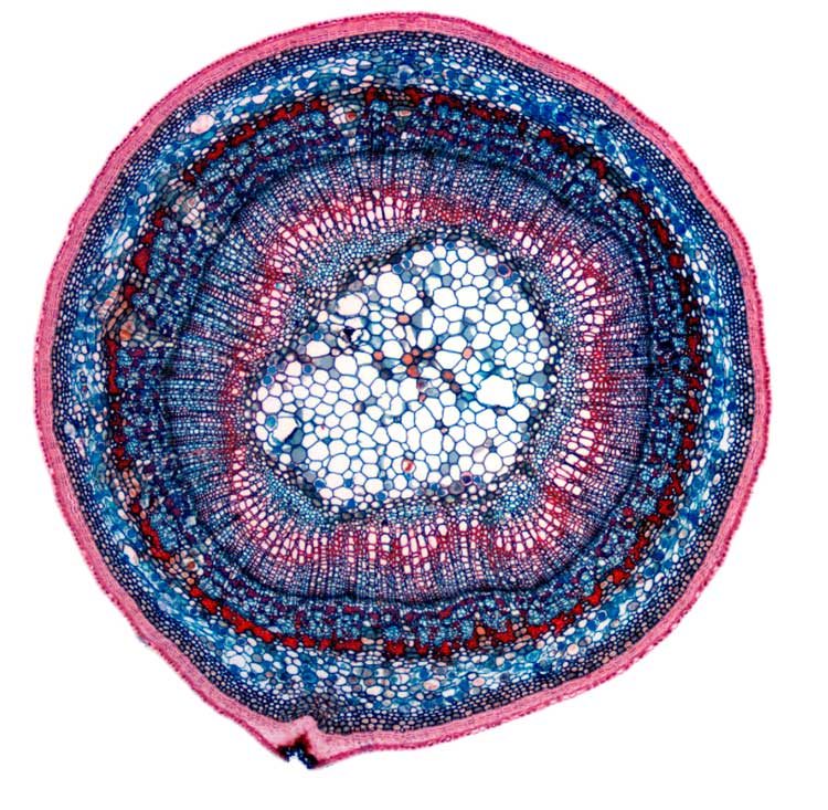 Tvärsnitt av en stam av en lind. Den blåfärgade vävnaden innerst är märgen. Utanför märgen finns ett röd-lila lager av xylem. I kambiet (det mörka området utanför xylemet) sker tillväxten. Floemet är det blåfärgade lagret innanför barken (rosa). 